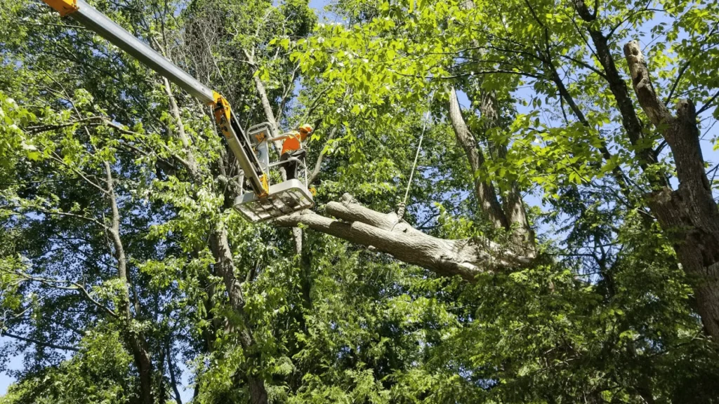 Affordable Tree Trimming East Grand Rapids