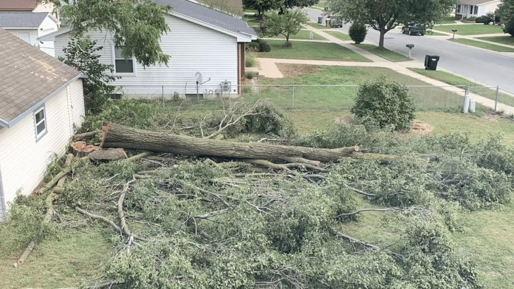 Tree Rermoval Near Me East Grand Rapids
