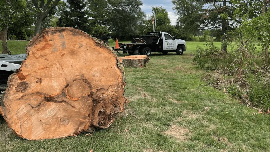 Affordable Tree Rermoval East Grand Rapids