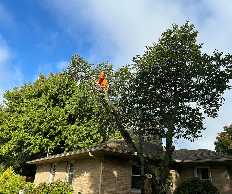 Best Time to Trim Trees in Michigan