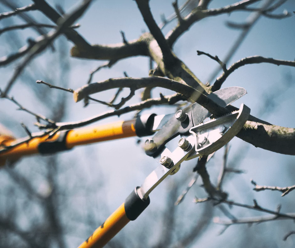 Best Time To Prune Trees
