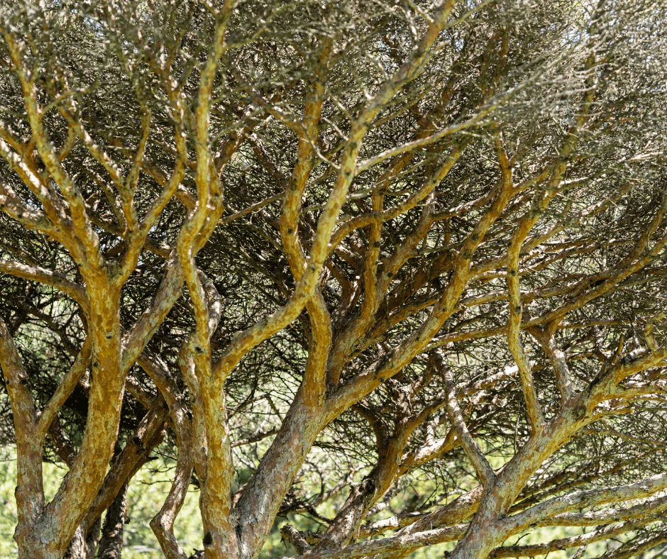Trees Best Trimmed in Late Winter to Early Spring