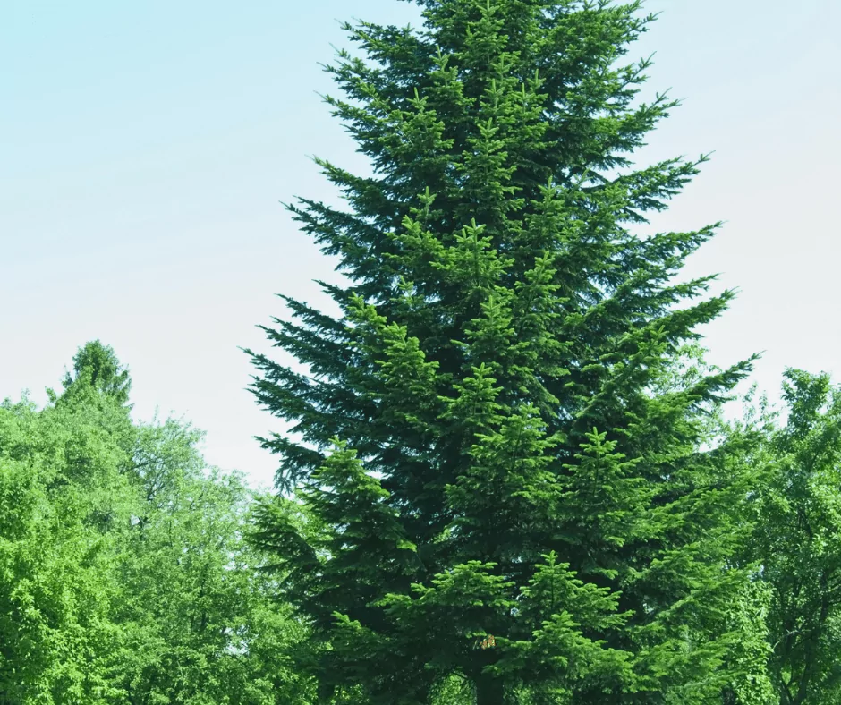 Hemlock Trees