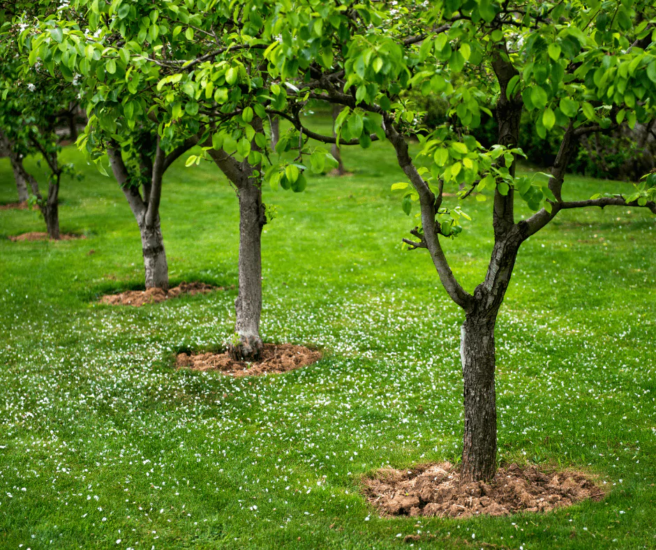 Trees Best Trimmed After Flowering