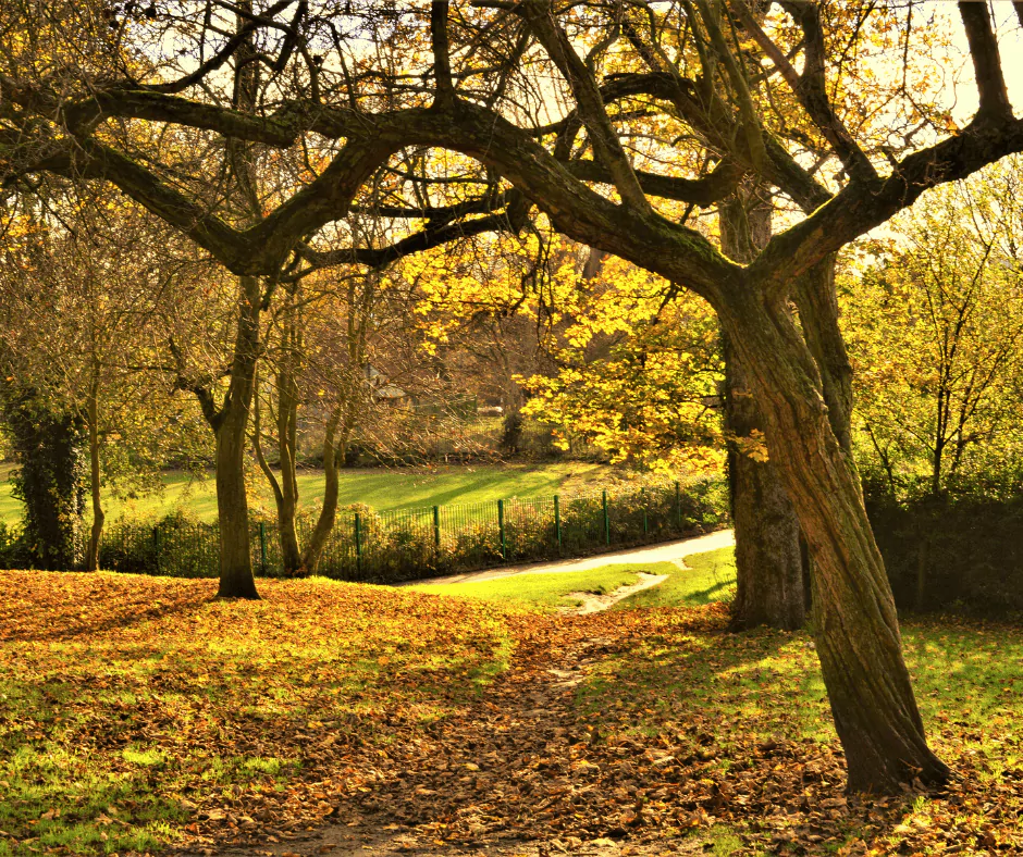 Trees Best Trimmed in Late Fall