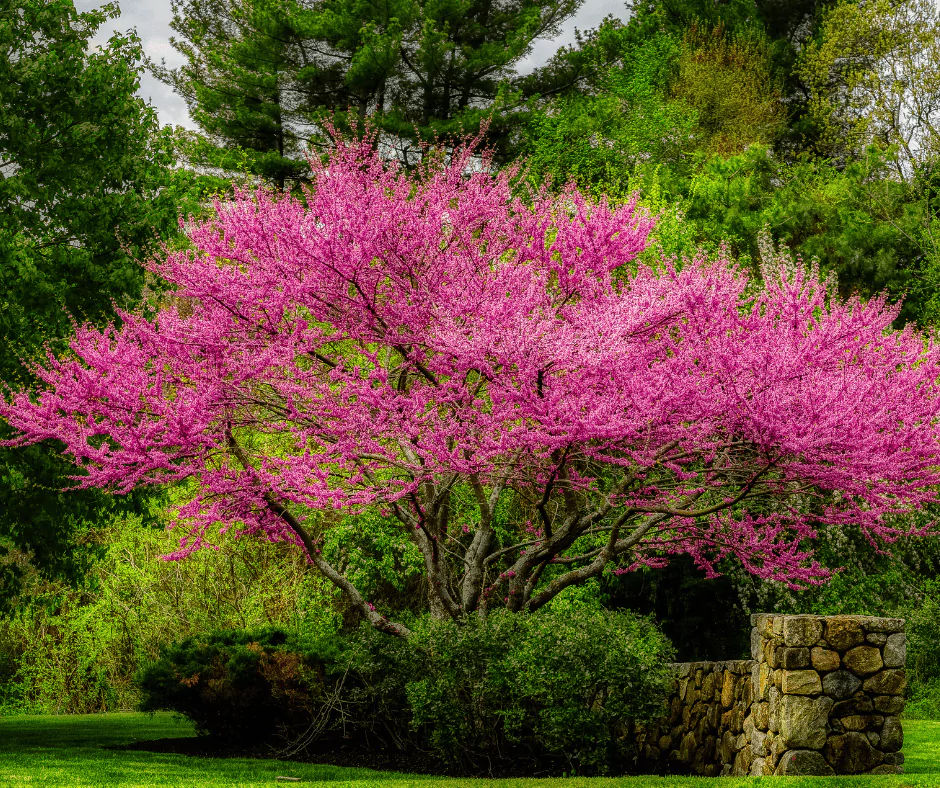 Eastern Redbud Tree
