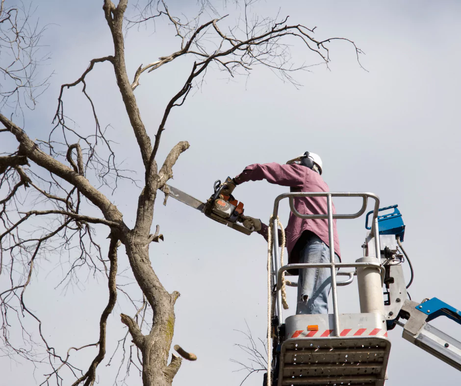 The Difference Between Tree Trimming And Pruning