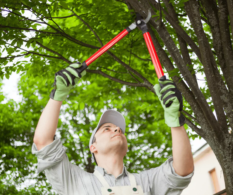 Tree Trimming and Pruning