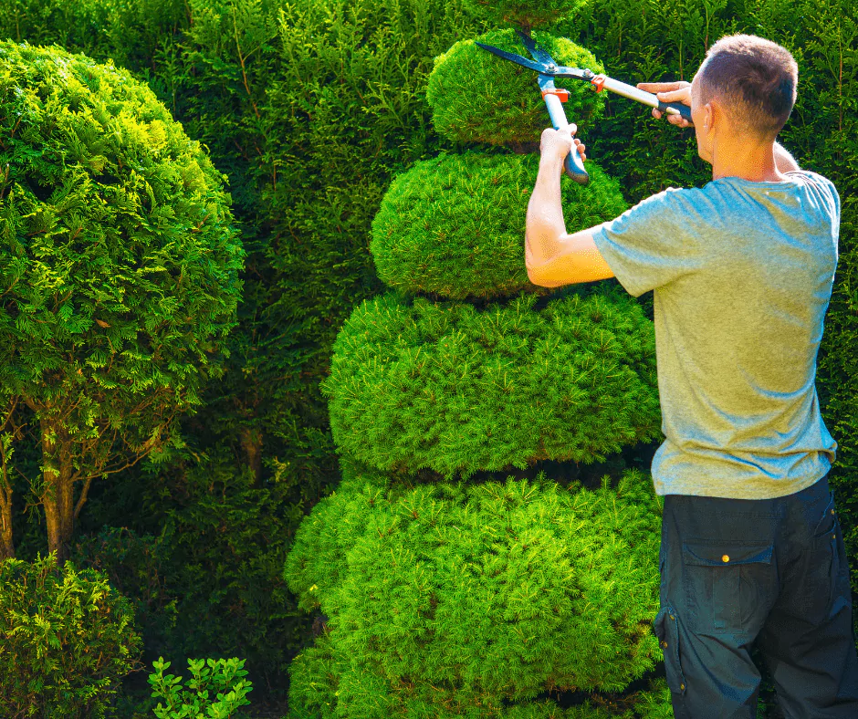 Tree Trimming Is A Layman's Term