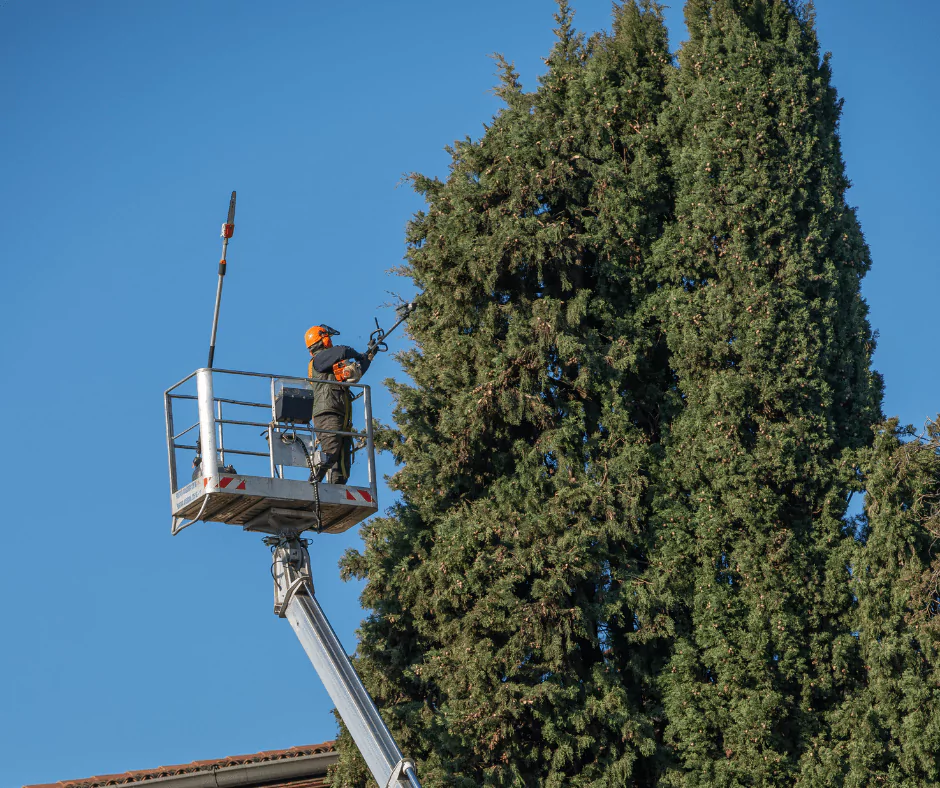 Why Do Arborists Still Talk About Tree Trimming