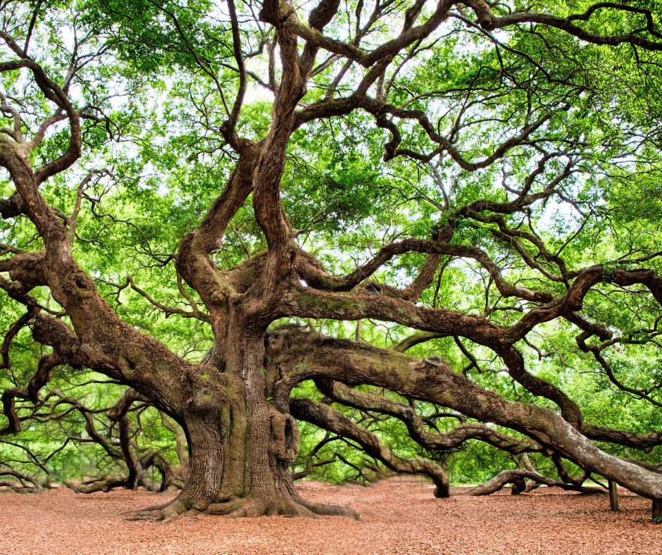 Old Tree
