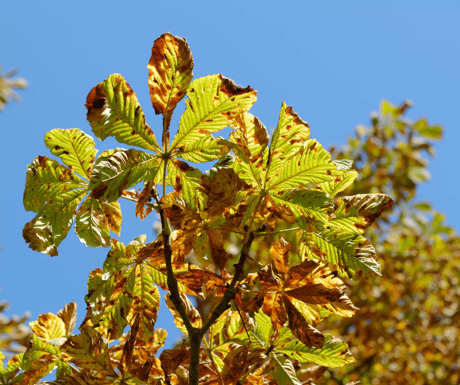 Chestnut Blight