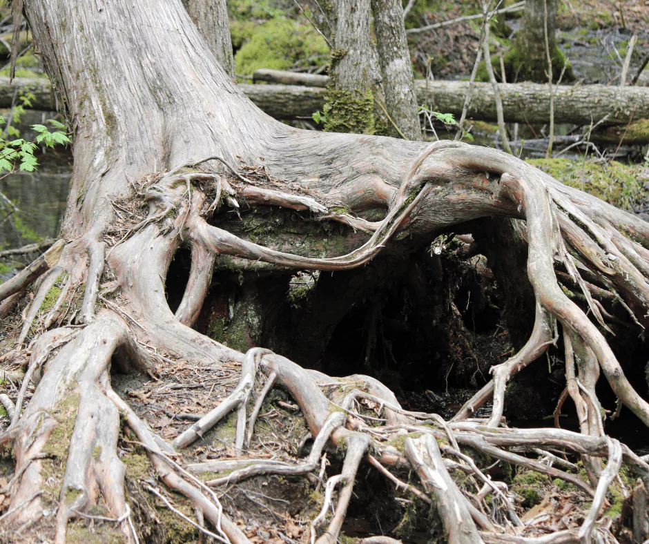 Root Damage