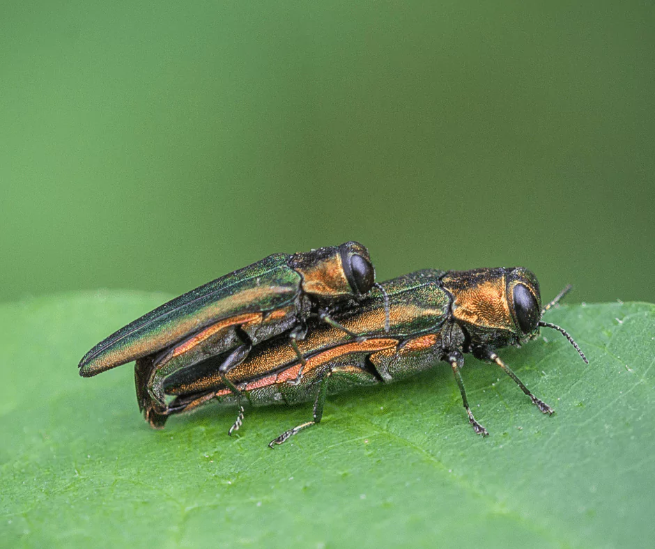 Emerald Ash Borer
