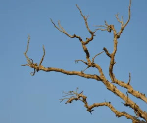 Dead Branches
