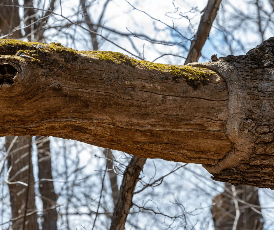 Dead Tree Branches