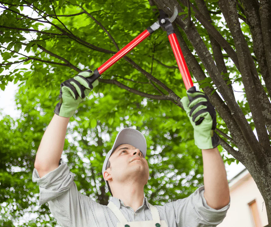 Pruning Basics