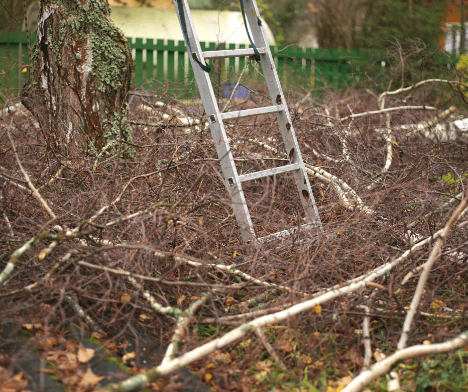 Remove Dead Branches