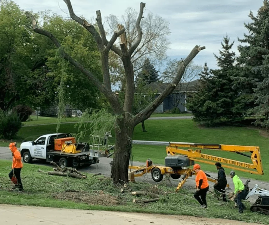 Professional Tree Services