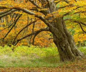 Leaning Tree