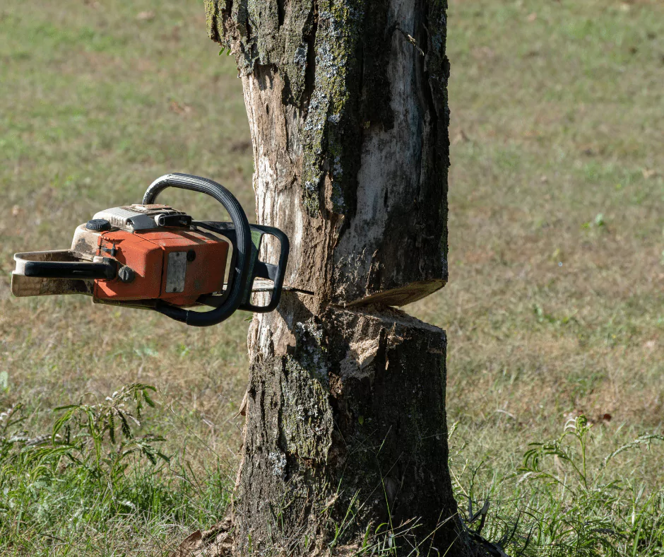 Felling Cut