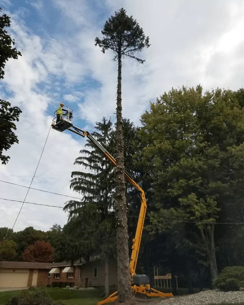 Tree Trimming Service