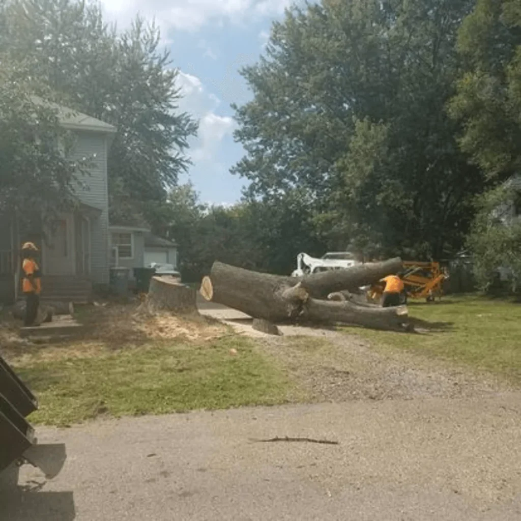 Large Tree Removal Grand Rapids