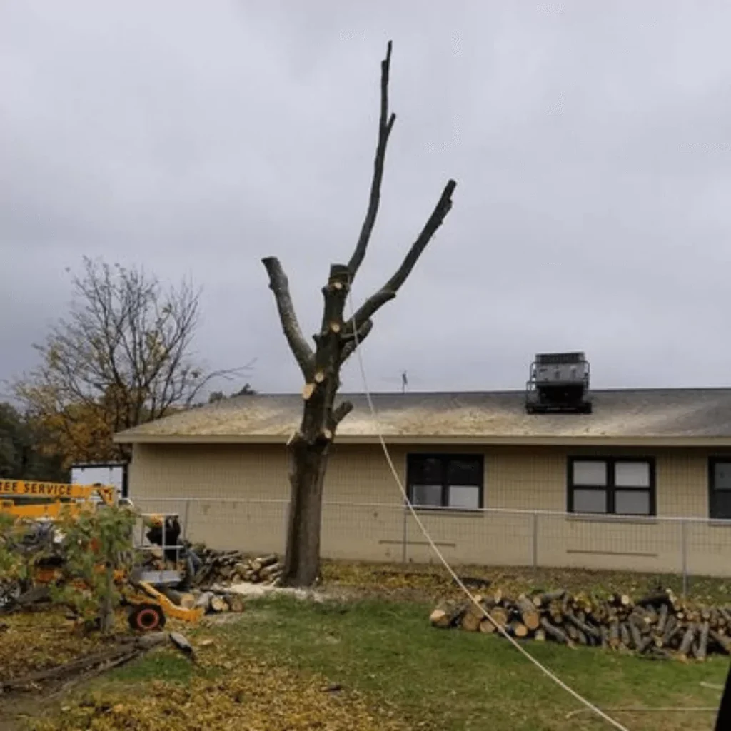 Affordable Tree Removal