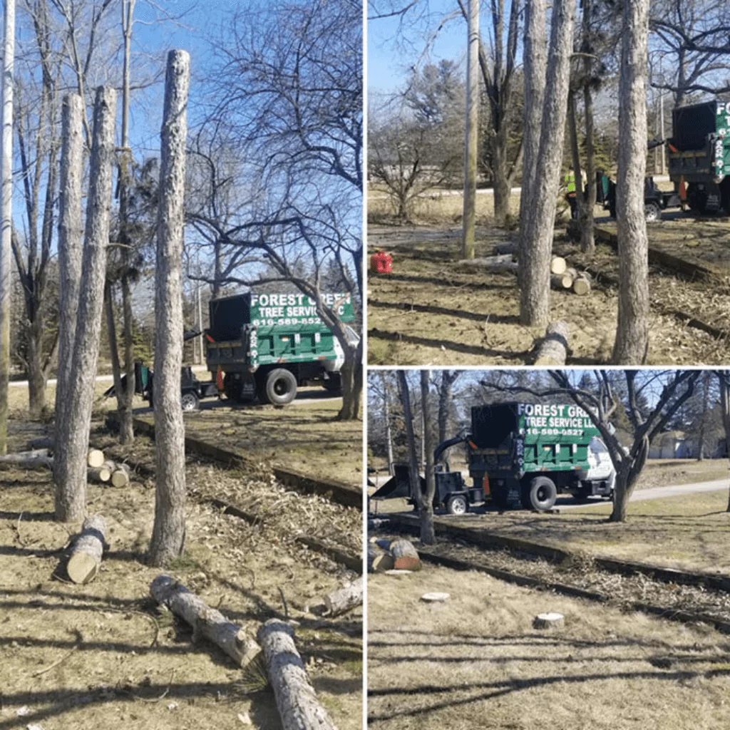 Forest Green Tree Removal