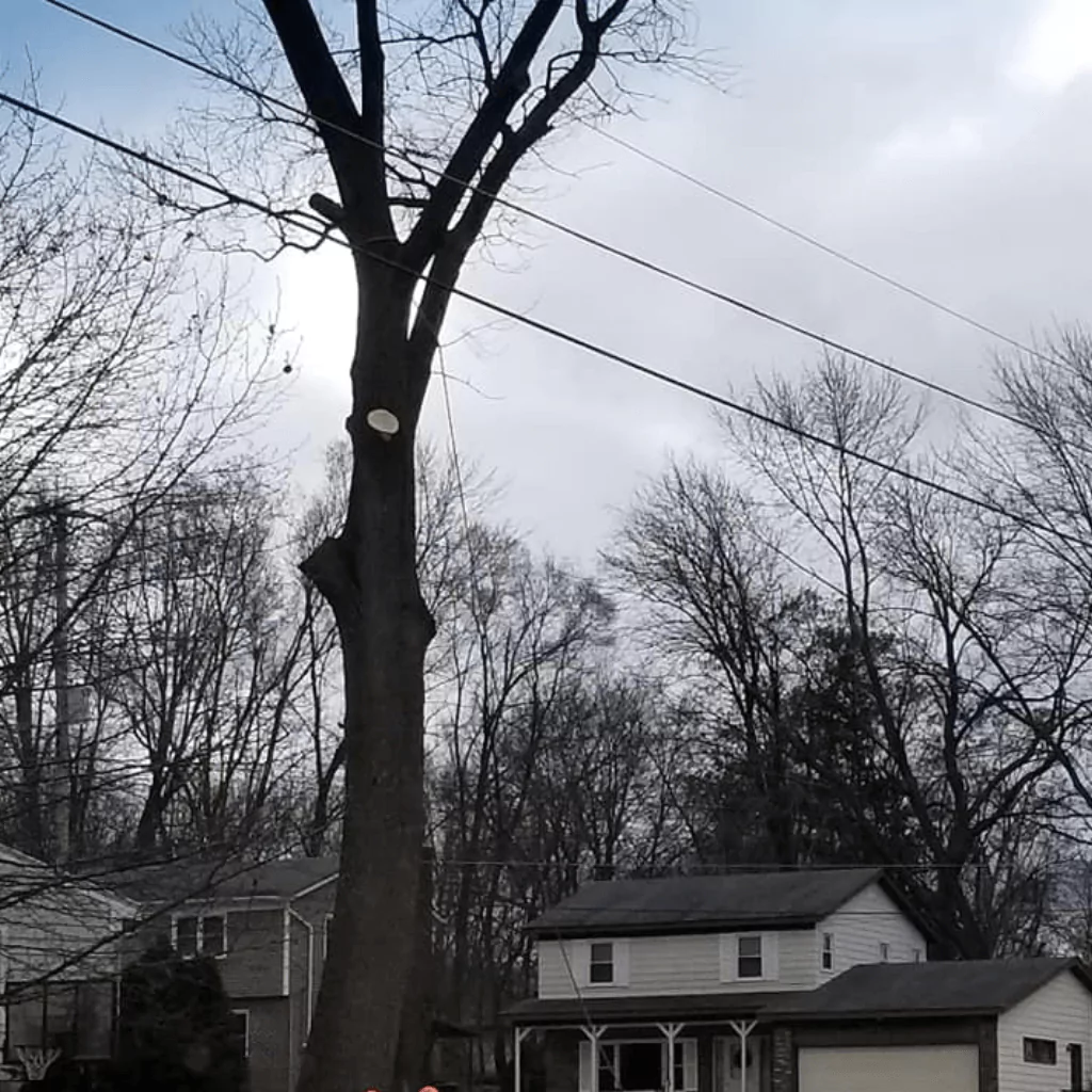 Affordable Emergency Tree Service