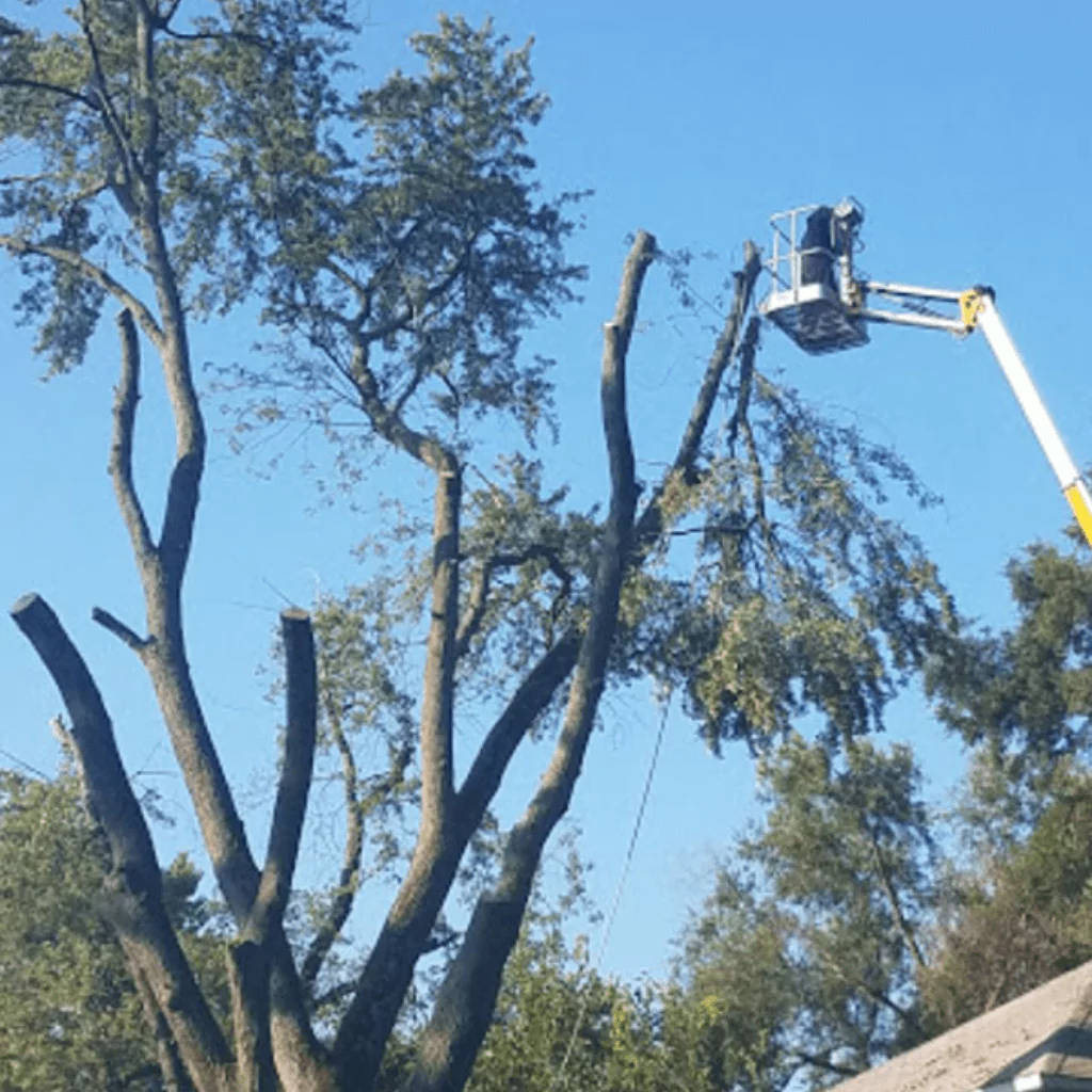 Forest Green Tree Trimming