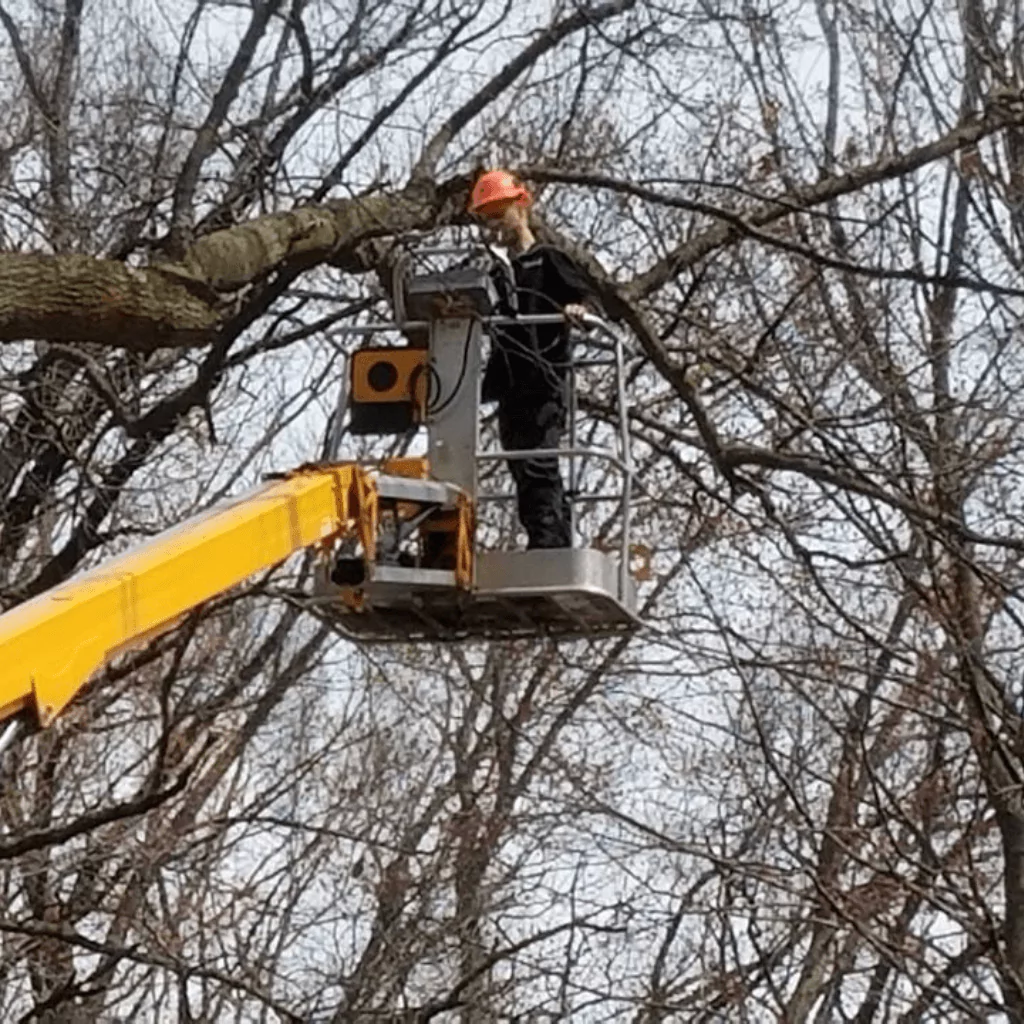 Affordable Tree Prunning