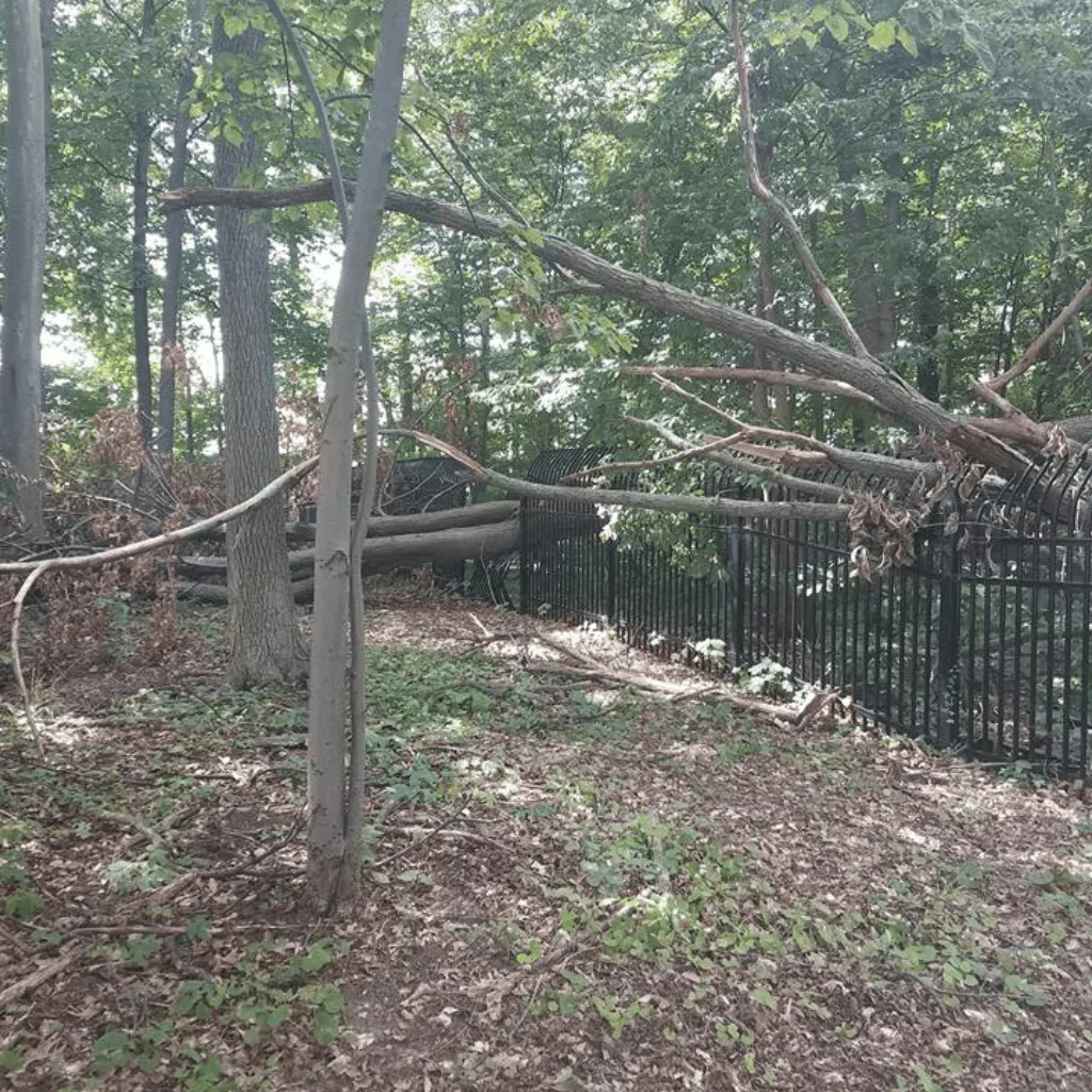24/7 Emergency Tree Service Near Me