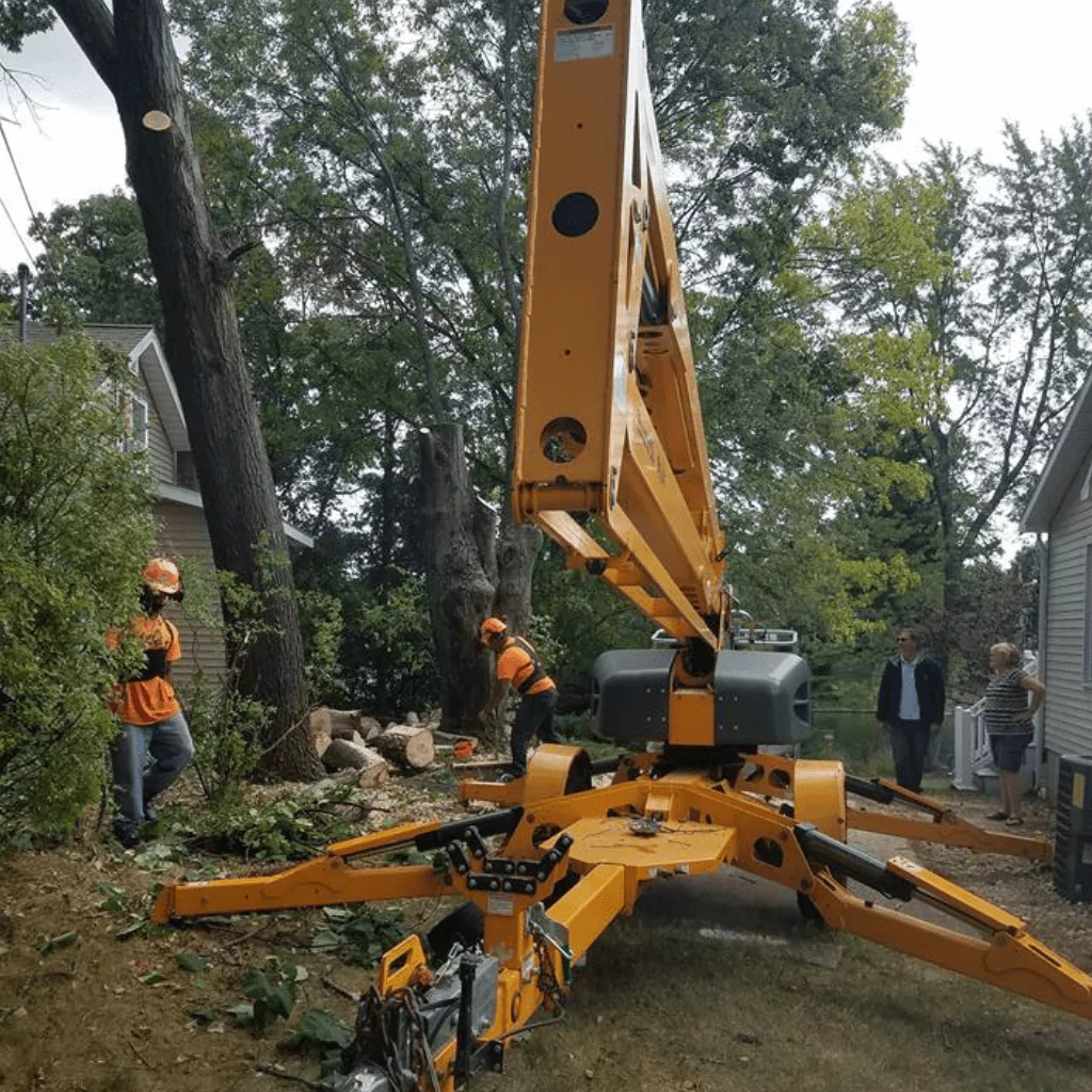 About Tree Removal