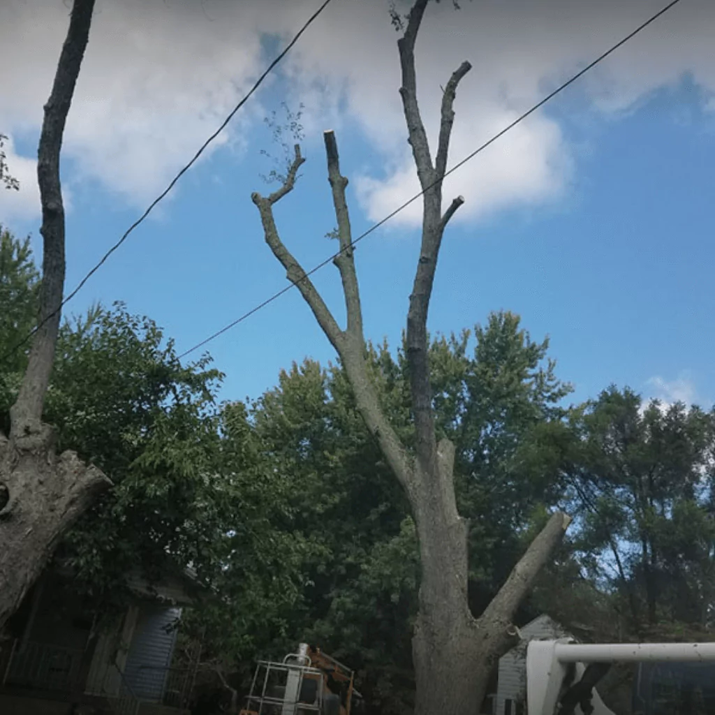 Emergency Tree Trimming