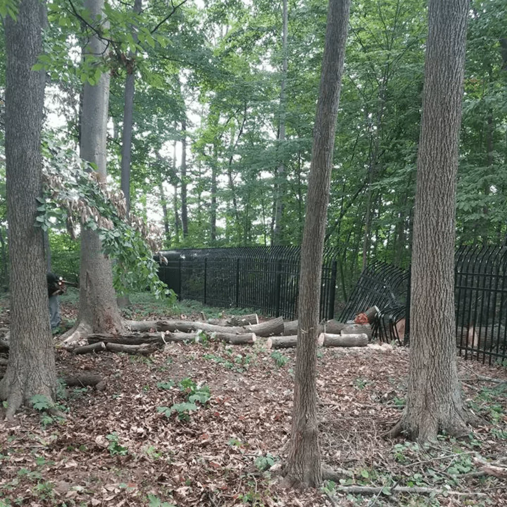 Best Emergency Tree Service Near Me