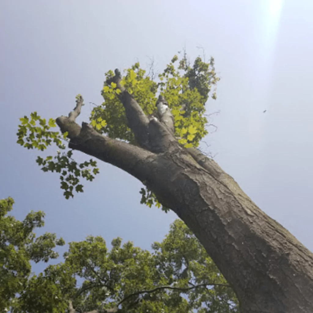 Tree Pruning
