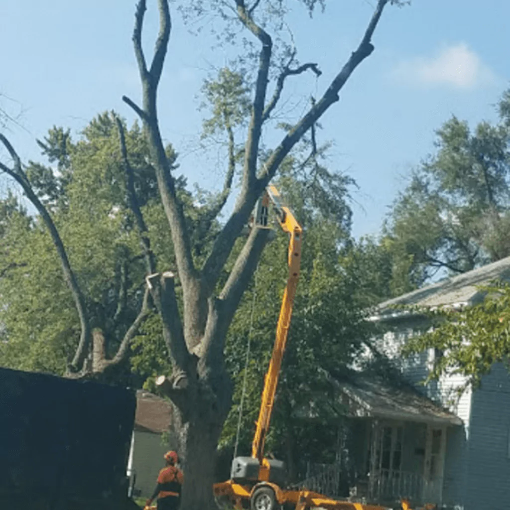 Affordable Tree Trimming