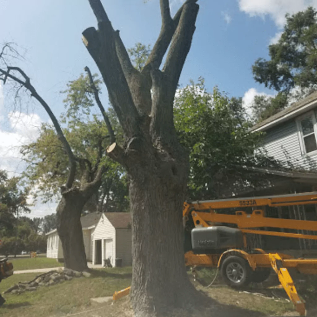 Tree Cutting