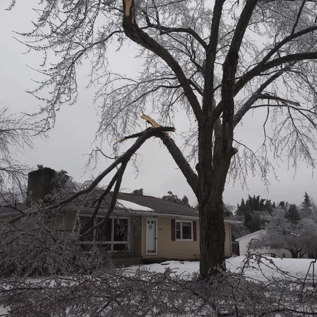 Emergency Tree Service Near Me