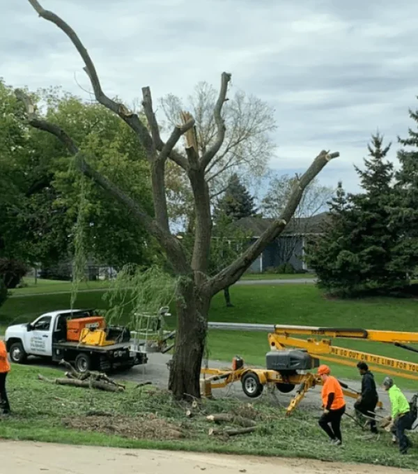 Tree Care Rockford