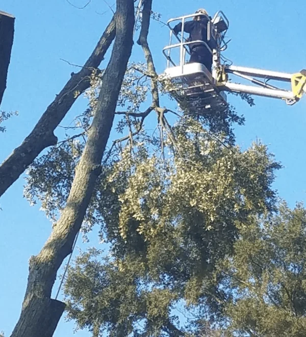 Tree Care East Grand Rapids